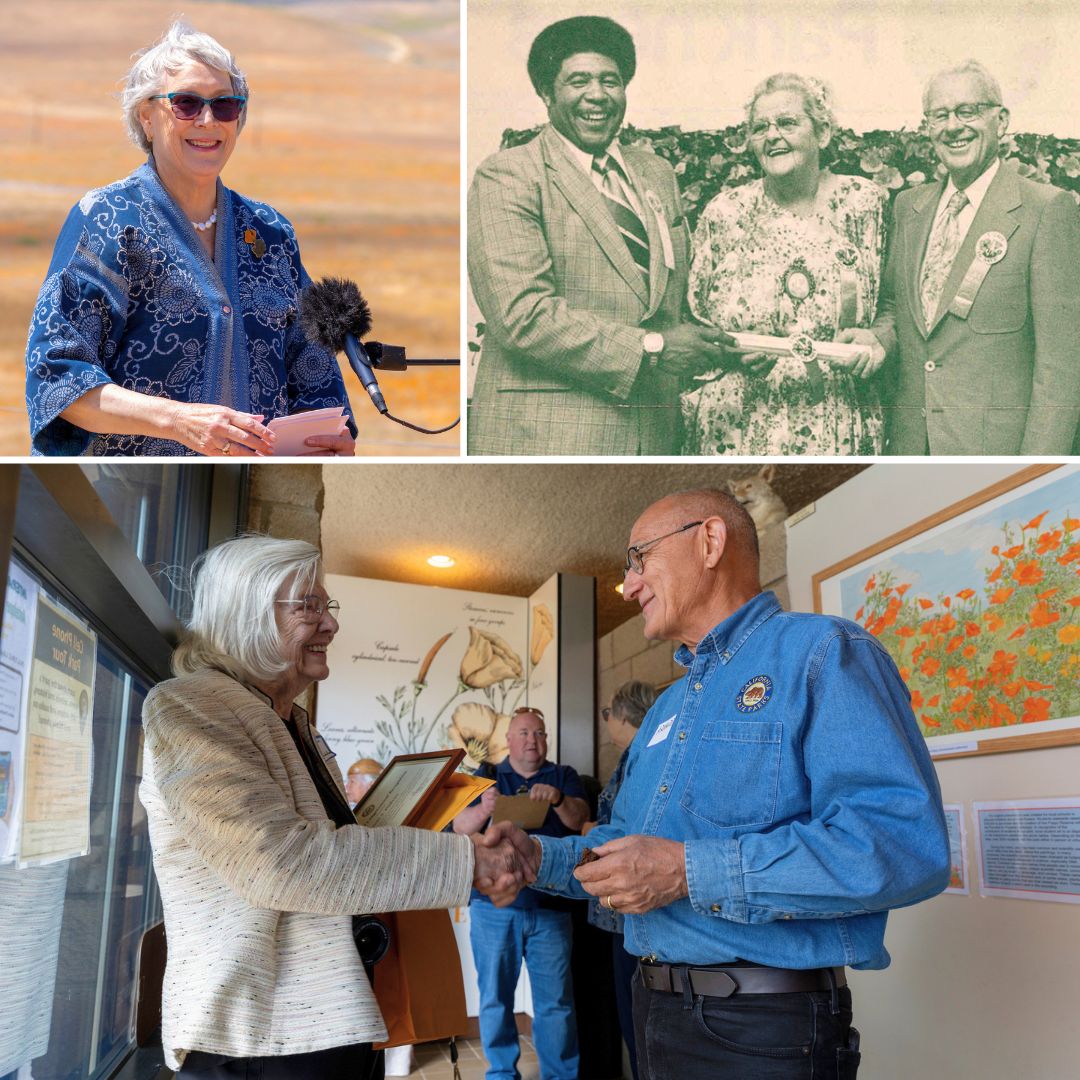 Clockwise from top left: PRMDIA President Margaret Rhyne speaks about the history of the Poppy Reserve. Jane Pinheiro at the dedication of the park in 1976 with then-California State Parks Director Herbert Rhodes and then California State Parks Foundation President William Penn Mott, Jr. California State Parks Director Quintero greets Mary Wilson of the Wildflower Preservation Foundation inside the Jane S. Pinheiro Interpretive Center.